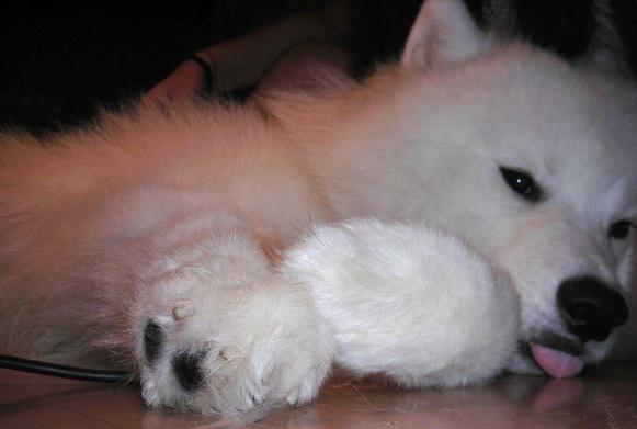 微笑天使萨摩耶犬,微笑天使萨摩耶好养吗