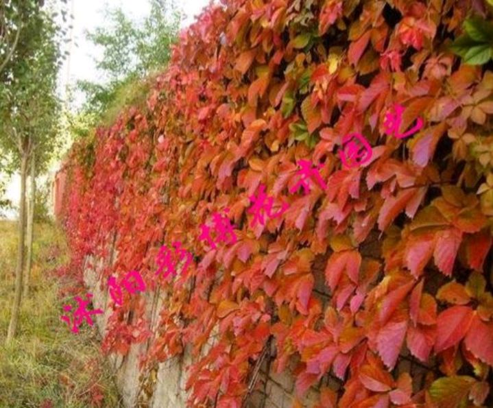 五叶地锦的特点和应用