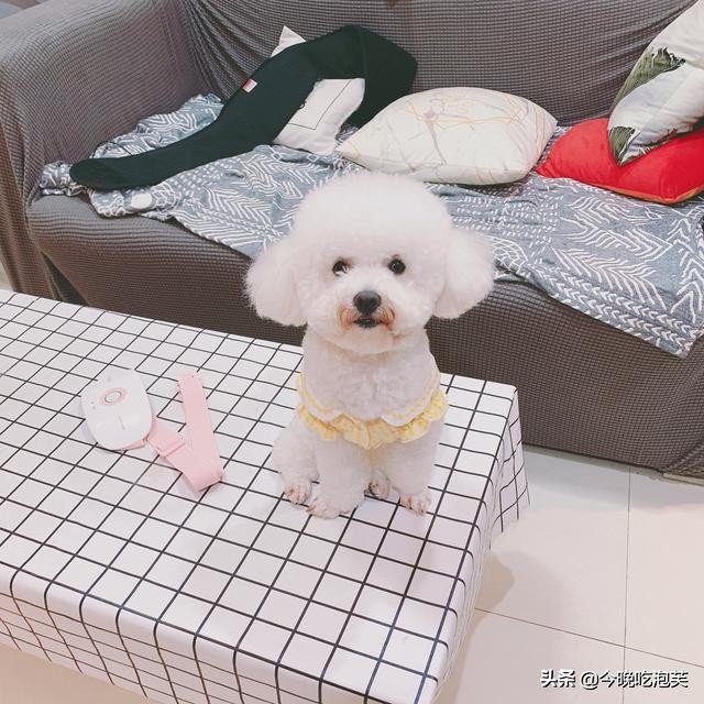 狗狗有这几个动作铲屎官要注意,狗狗走路顺拐是失格吗