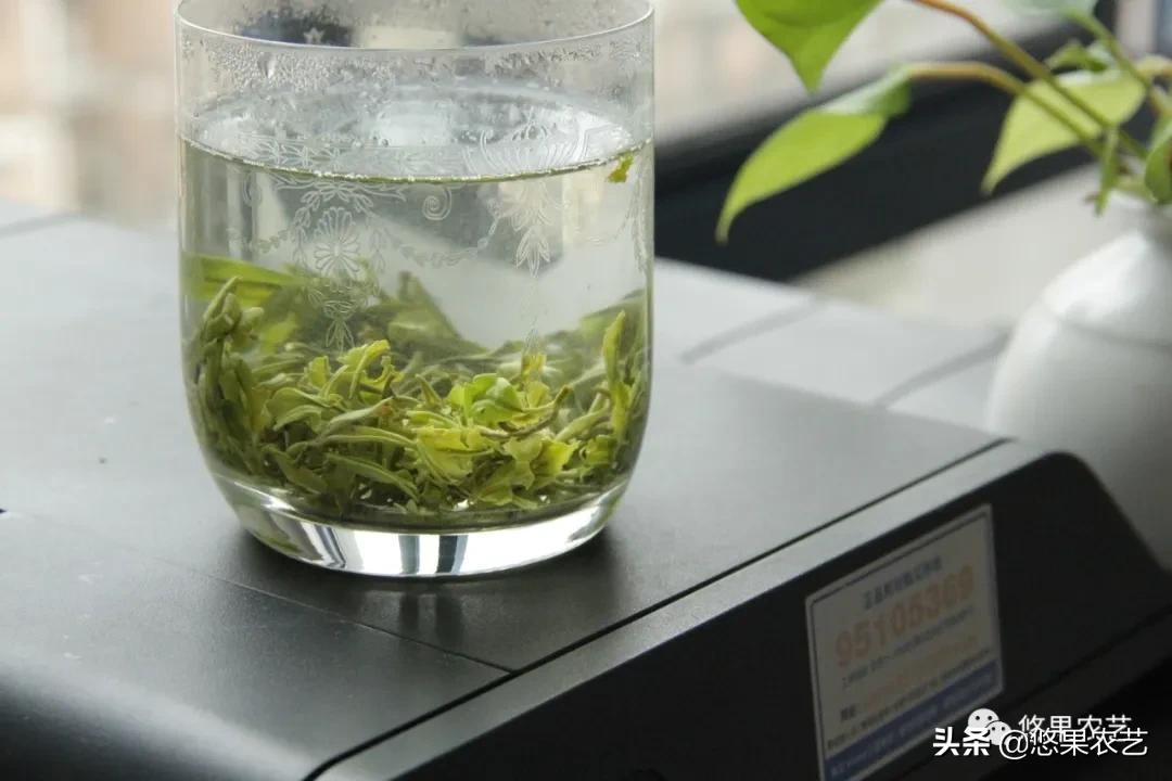 普陀佛茶明前茶,2017普陀佛茶