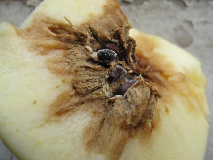 果园有虫有什么消灭,有哪些果树要修剪