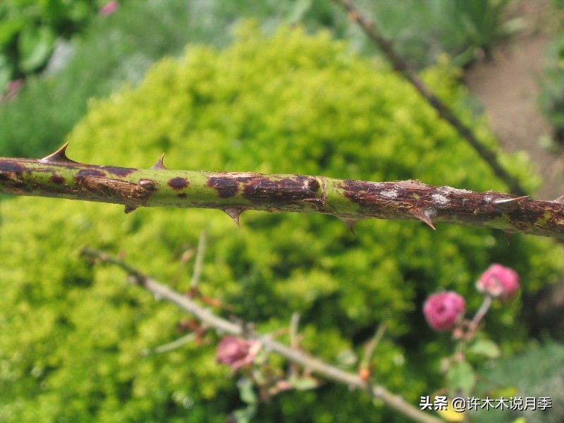 月季忘记埋冬肥了,月季清园几次