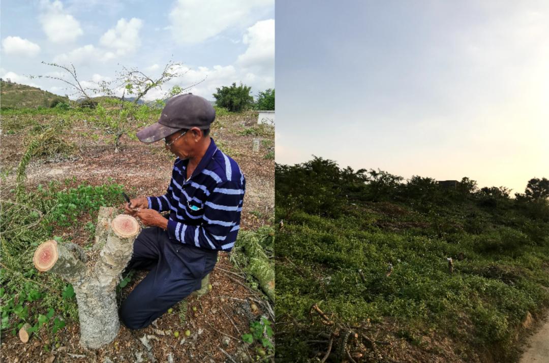 油柑!油柑!水果战争序幕