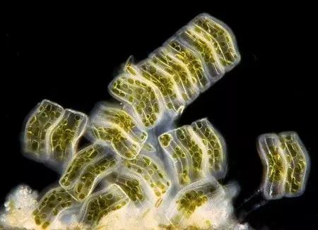 水产养殖业藻类的生命周期,水产养殖常见藻类植物