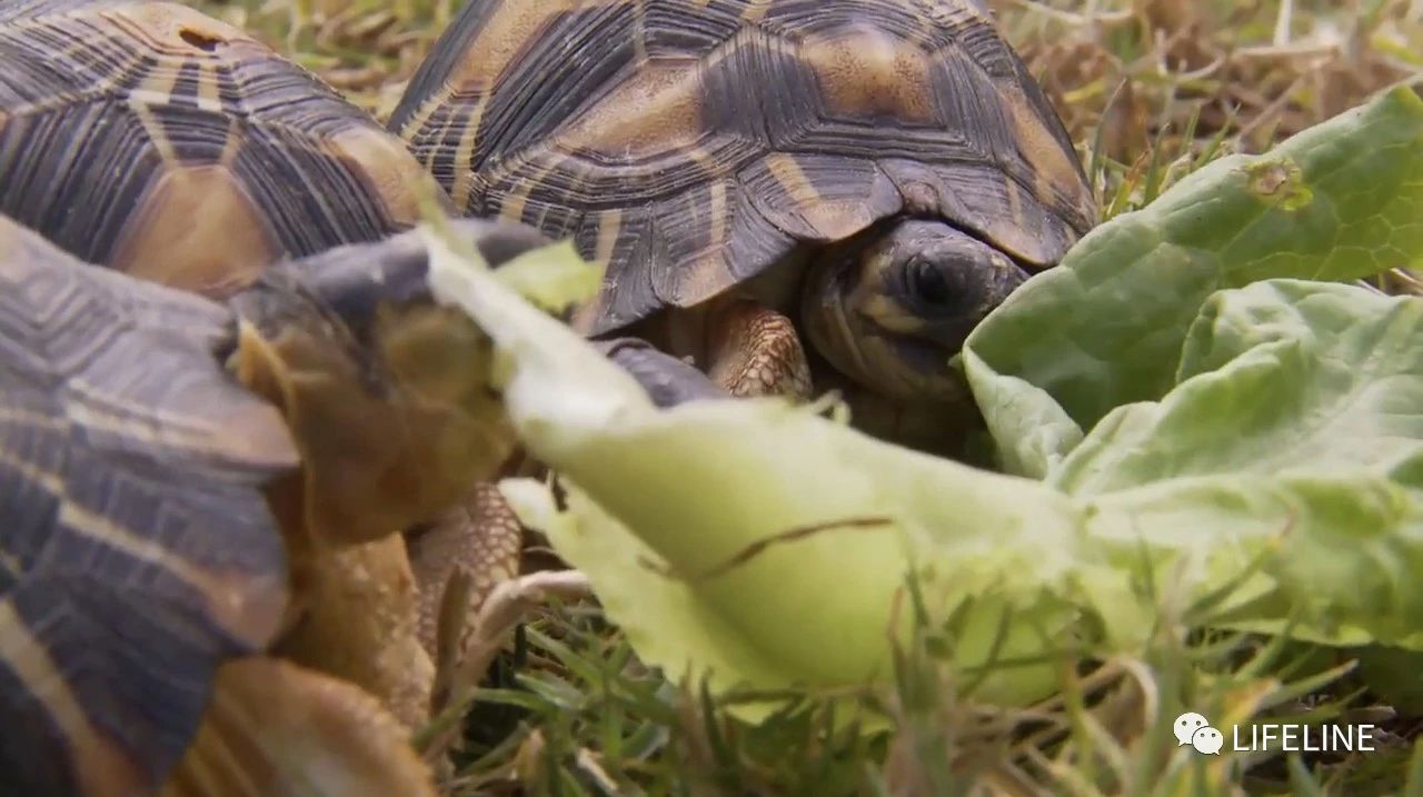 龟中“考拉”，请别让我们的孩子在博物馆见到它们...