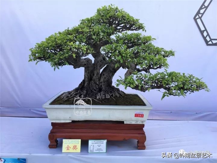 我喜欢的榕树盆景,泉州榕树盆景