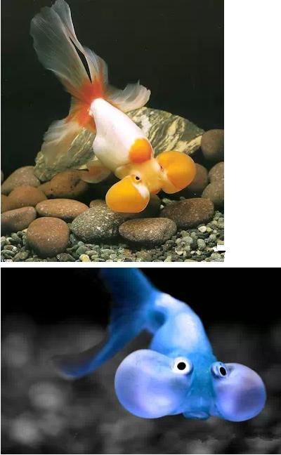 这些五彩斑斓的金鱼养眼又养心,最美的观赏金鱼值得一看