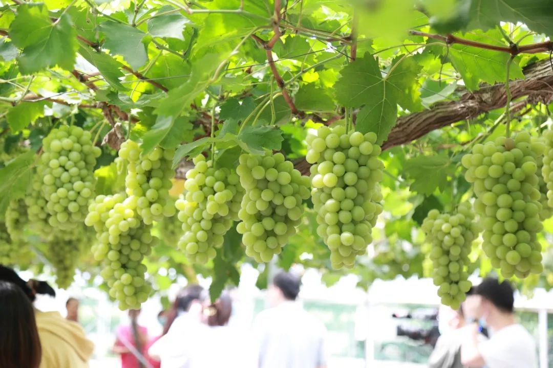 文旅资讯站|慈溪市第十六届葡萄节暨灾后复产现场会顺利举行