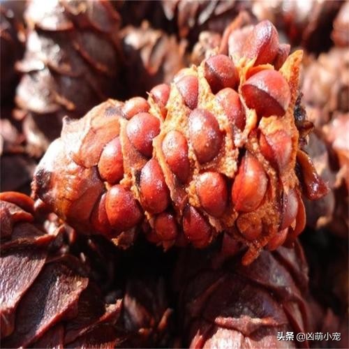 挖走松鼠过冬口粮,松鼠平替口粮