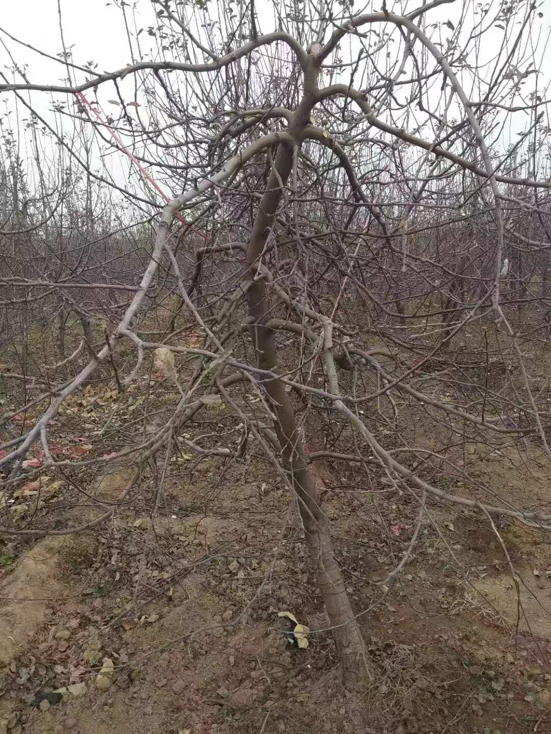 果树大小年形成的原因及解决方法,老果树结果不好怎么办
