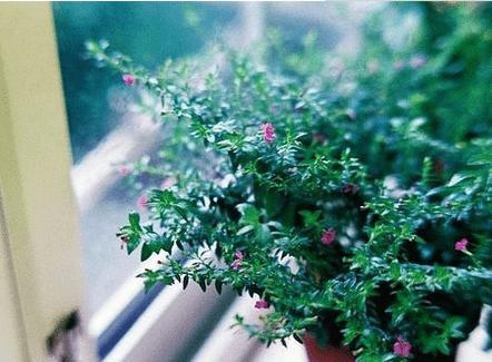 送给女朋友的生日祝福语短信,发给女友的新年短信祝福语