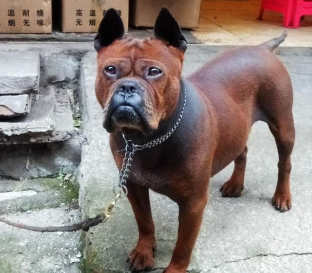 川东猎犬藏獒,川东猎犬容易攻击人吗