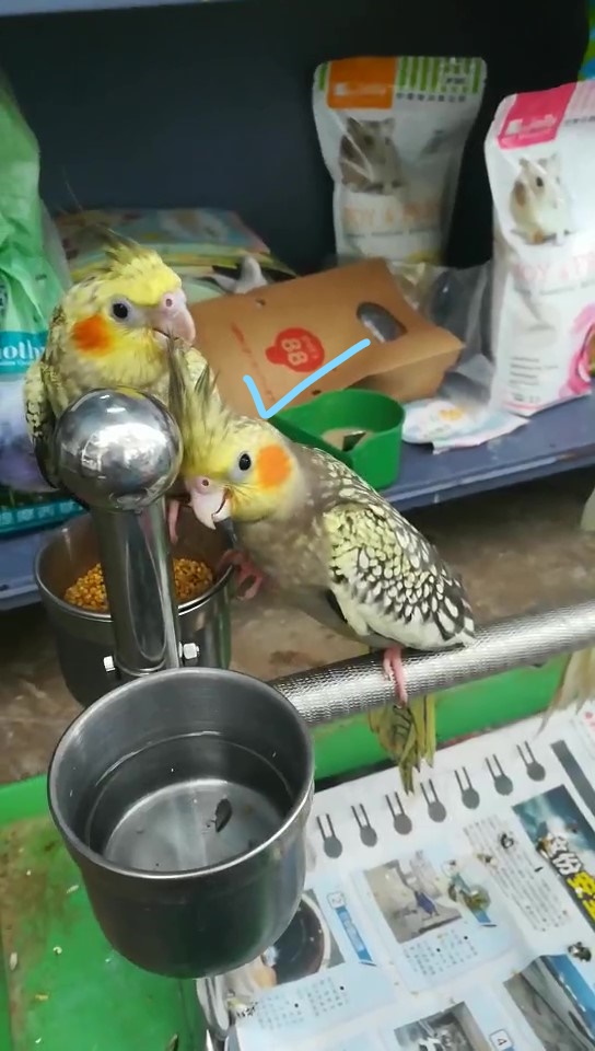 玄凤鹦鹉没力气没精神没食欲拉稀,刚断奶的鹦鹉不吃不喝能坚持几天