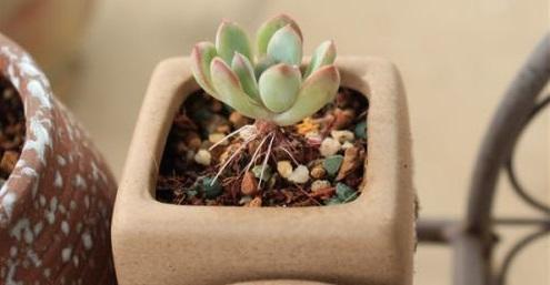 多肉长小白点怎么解除,多肉突然长出小胡须