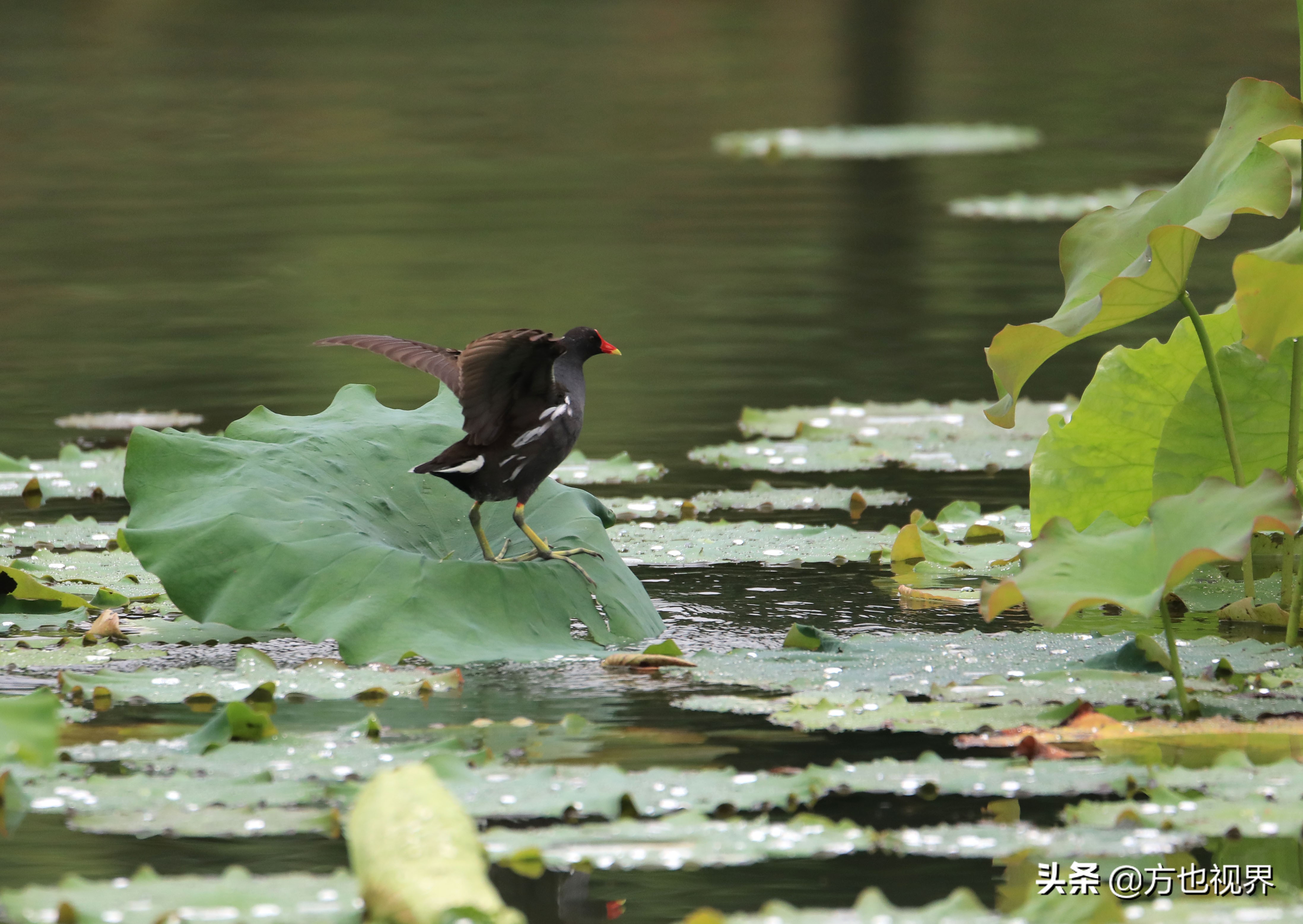 黄山盛夏荷花别样红视频,黄山夏天荷花