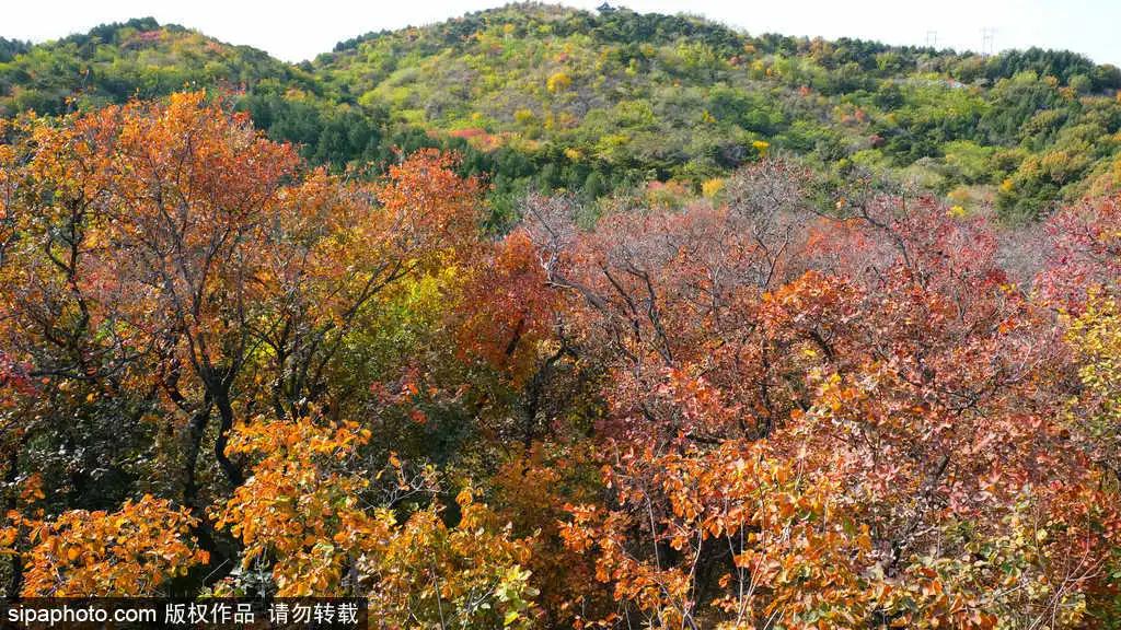部分免费！北京赏秋“性价比”最高选择都在这儿了！