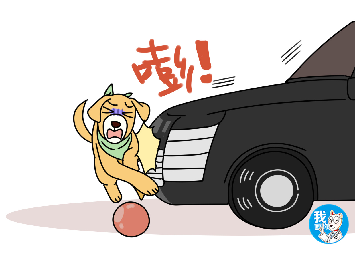 狗狗被车撞肚子淤血的症状,狗狗车祸腹部肿胀怎么办吃什么药