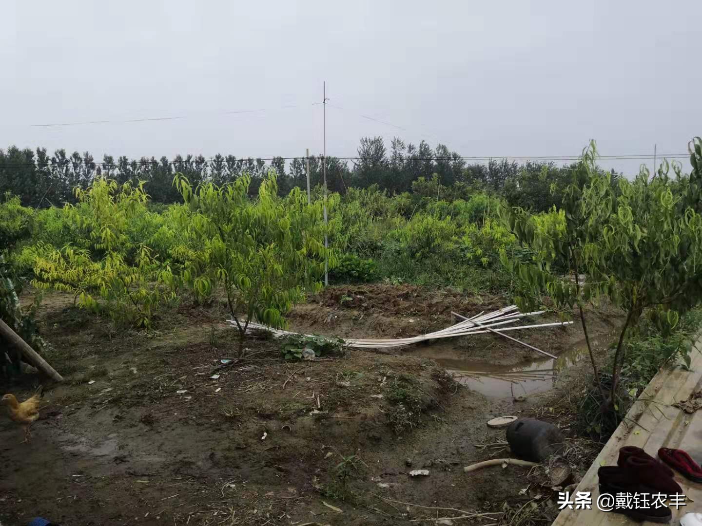 台风利奇马被水淹,利奇马台风水淹几米