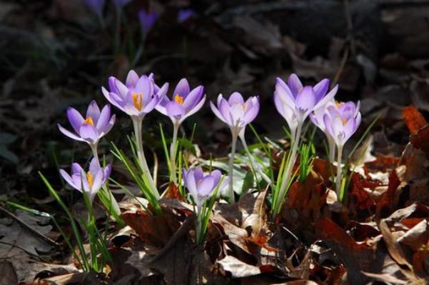冬天可以栽种藏红花吗,藏红花在北方夏季怎么养护