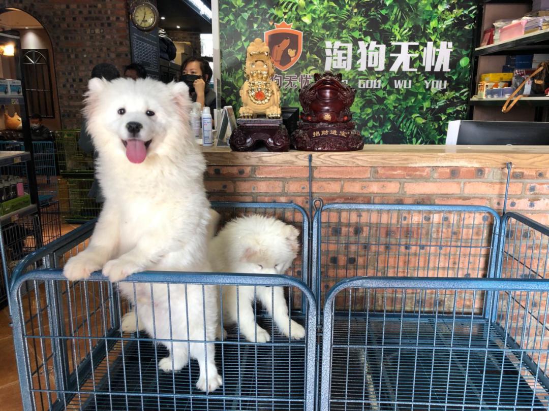 北京月流水超百万的猫狗活体专卖店，都有啥套路？