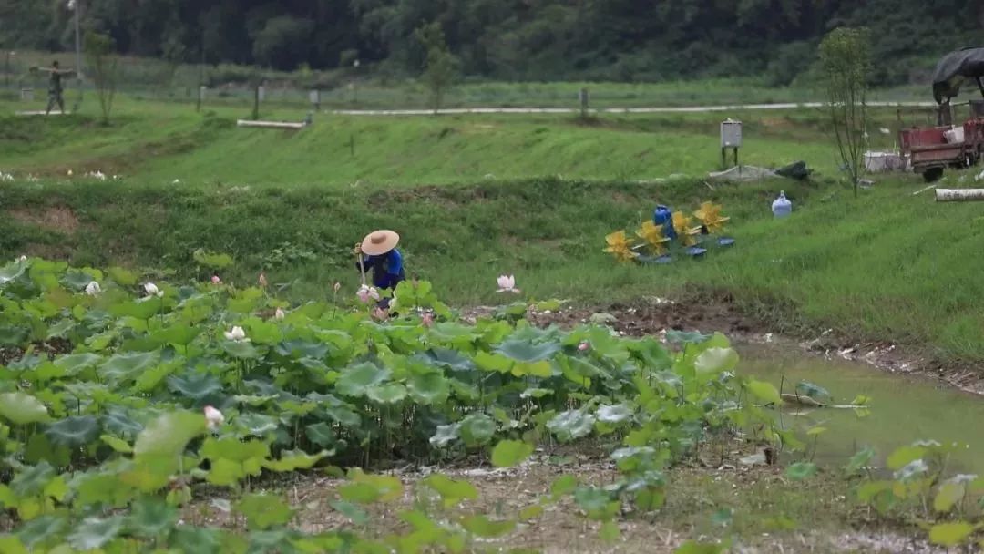 致富带头人帮扶贫困户,产业帮扶脱贫攻坚