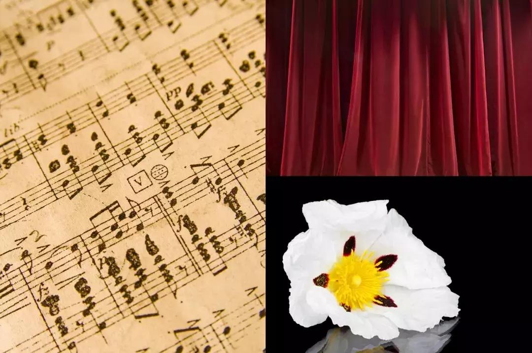 新香速递|菲拉格慕高端线新香：Gentilsuono