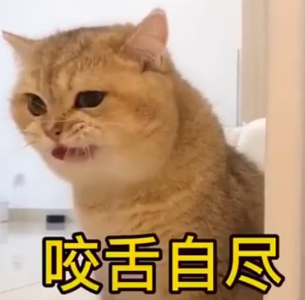 哪些是你养猫之后才知道的事？《喵与筑》云养猫开启温馨之旅