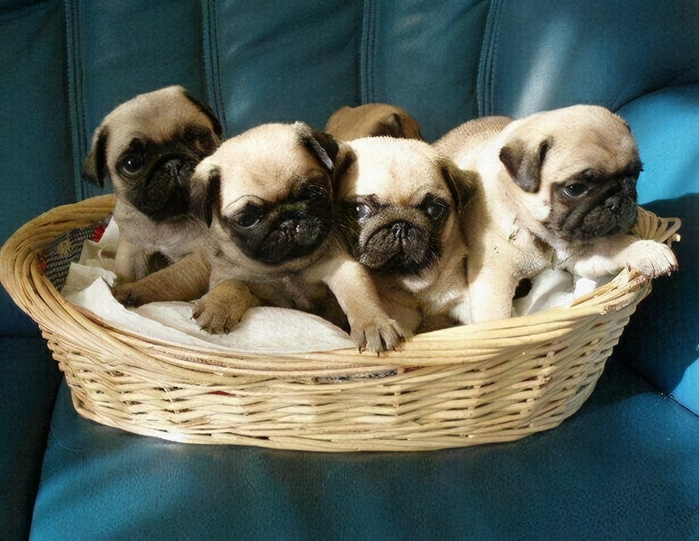 黑色巴哥犬市场价多少钱一只,巴哥犬价格一只多少钱