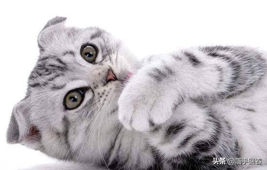 猫咪贫血吃什么补血最快,一个月大猫咪贫血怎么治