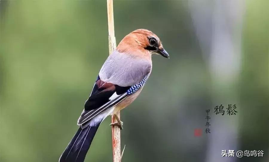 鸦科鸟的饲养浅谈