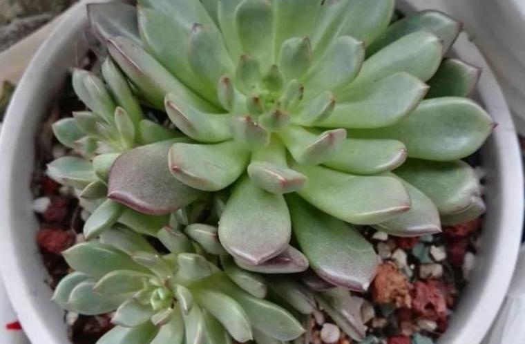 夏季多肉淋雨了怎么处理,多肉淋雨了怎么处理