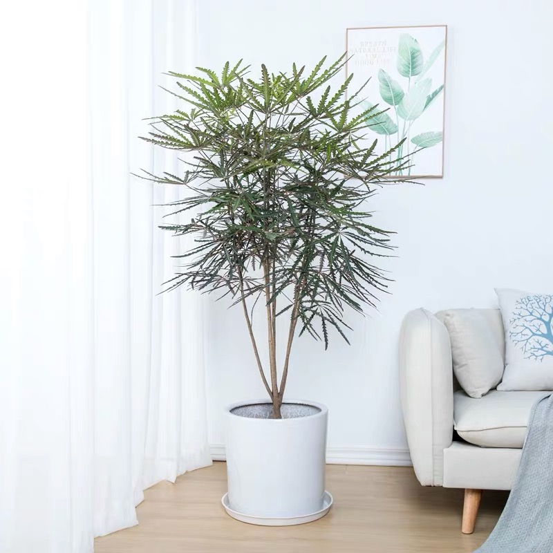 100种绿植大全,50种盆栽绿植花卉大全