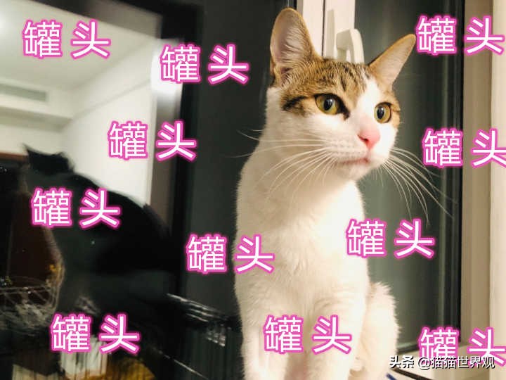 铲屎官不能不知道的养猫的那些事,养猫必须铲屎的注意事项