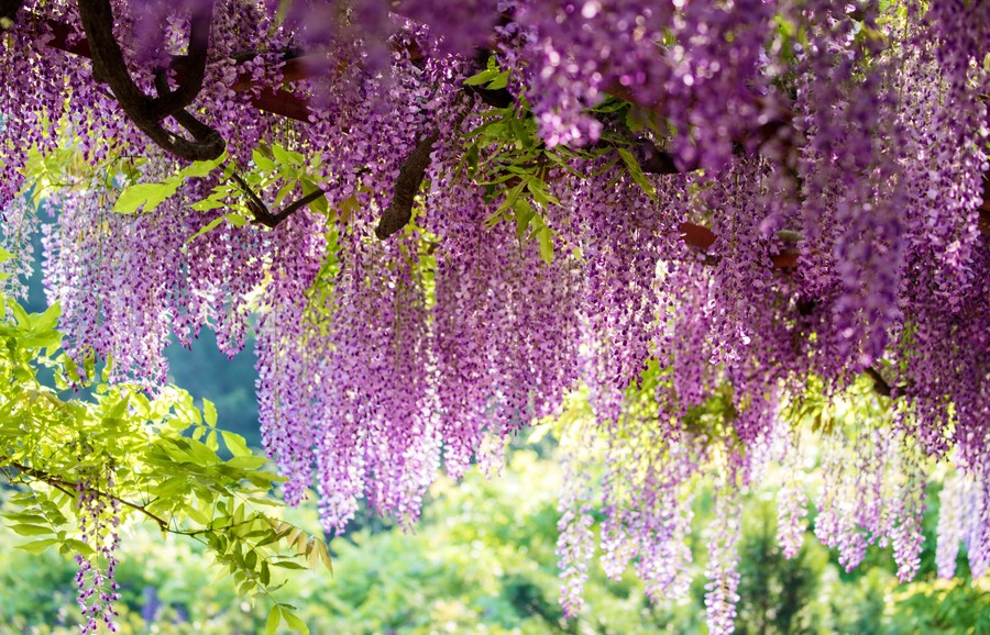 什么蜜源蜜蜂最好养,养蜜蜂的蜂洞哪种比较好