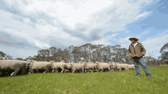 澳大利亚财政部长首推品牌,进国后让柳岩薇娅同时着迷,太疯狂了