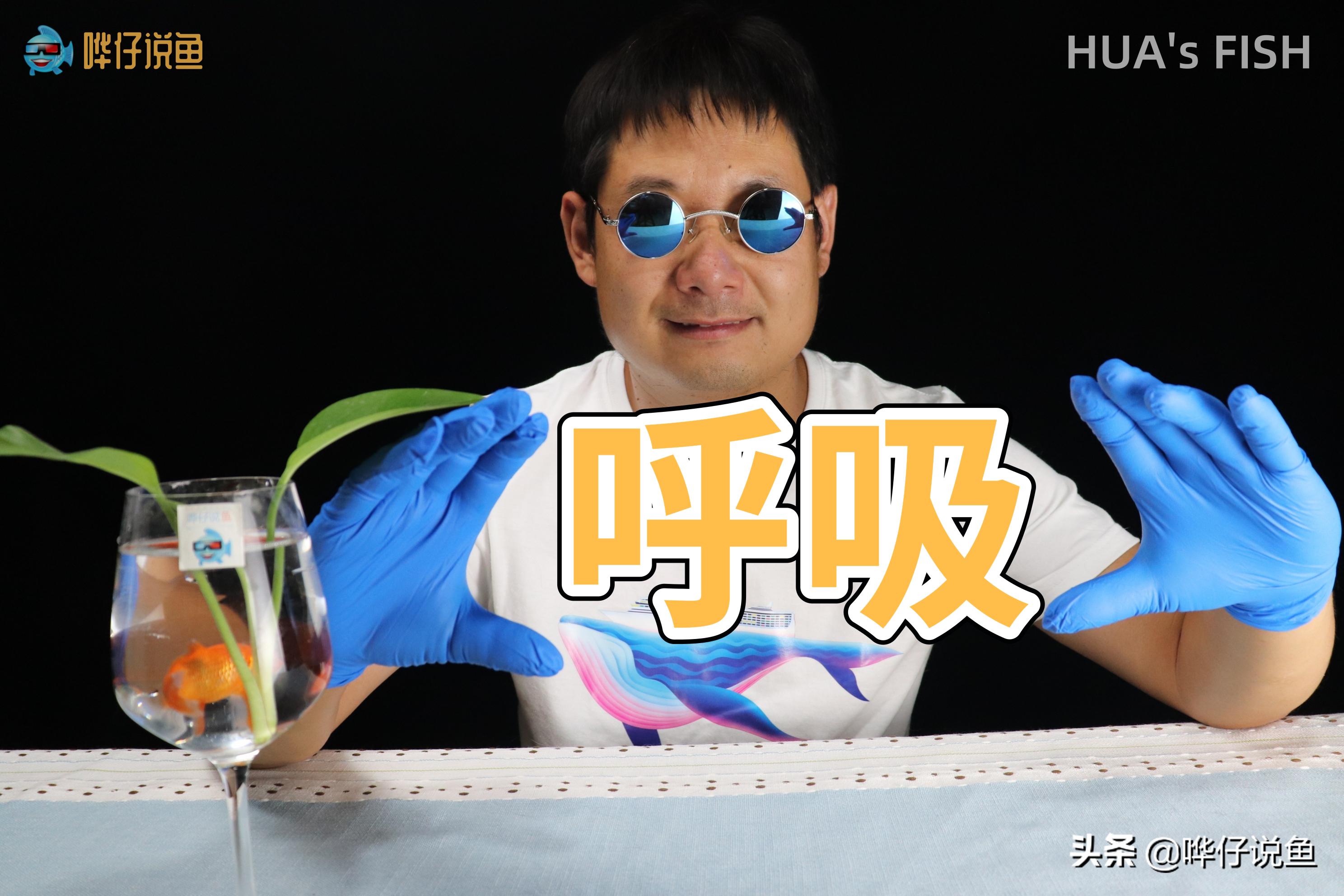 怎么判断观赏鱼是睡觉还是生病了,观赏鱼呼吸急促死亡是什么原因