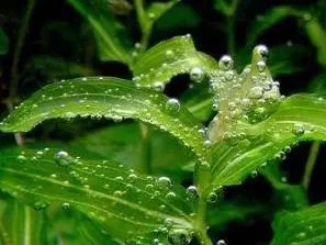 姘寸敓妞嶇墿鑺卞崏,鏅姘寸敓缁挎