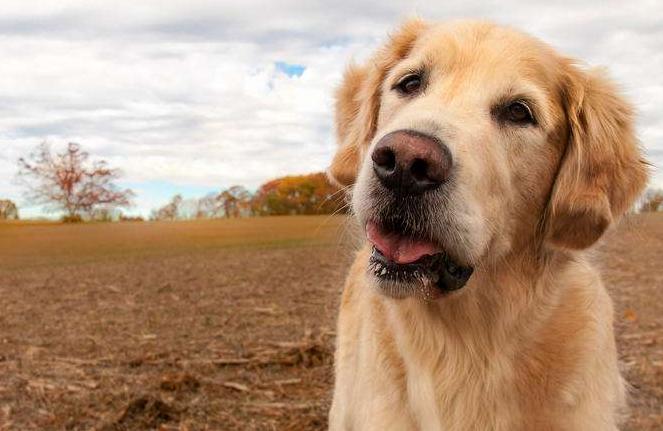 即使再生气，教育狗狗的时候，也不可以打这5个部位