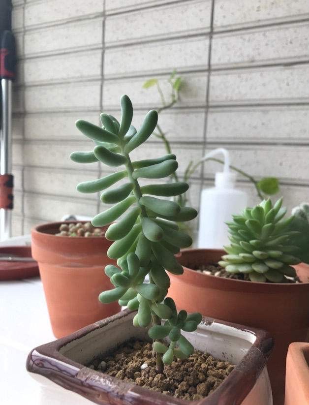 花徒长要怎么处理,花儿徒长怎么办