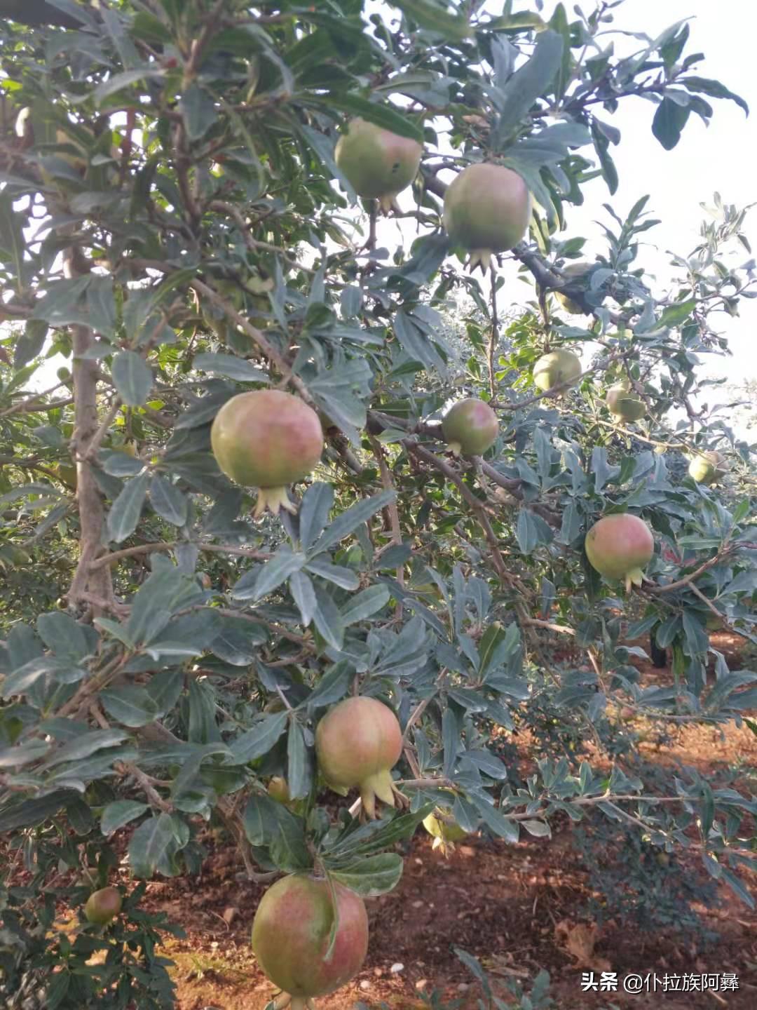 蒙自石榴衍生特产是什么品种,蒙自石榴是什么品种