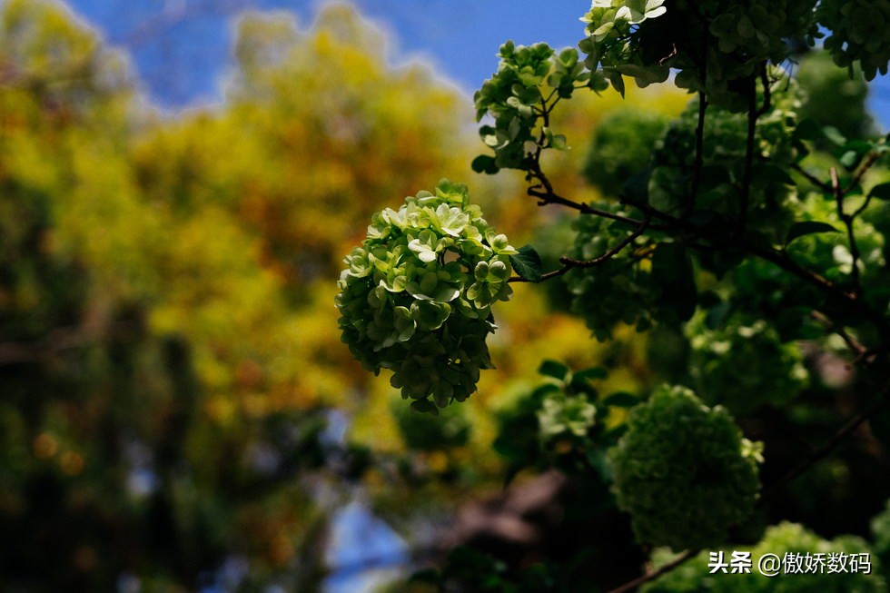 拙政园最让人欣赏的地方,拙政园十大特色