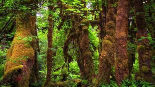 了解西双版纳的风俗和民族文化,西双版纳哈尼族特色民族文化