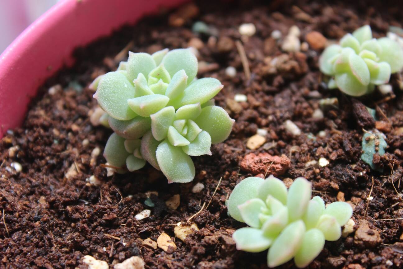 多肉一直不长怎么办,多肉一直不长新叶片