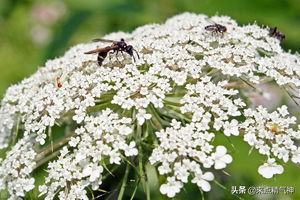 如果蟑螂爬到耳朵里怎么办,蟑螂爬进耳朵了怎么办