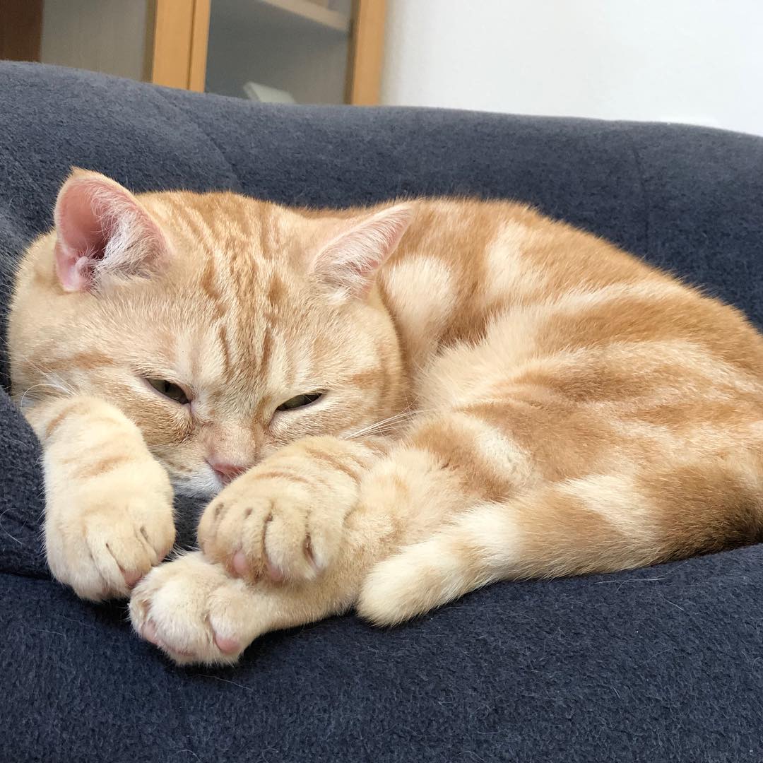 猫咪结膜炎和horner综合征,猫咪眼睛结膜炎的症状及治疗方法