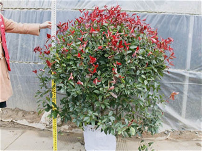 红叶石楠能栽家院子里哪个位置,现在移栽红叶石楠连续浇几次水