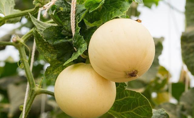 甜瓜好吃,什么甜瓜最好种植