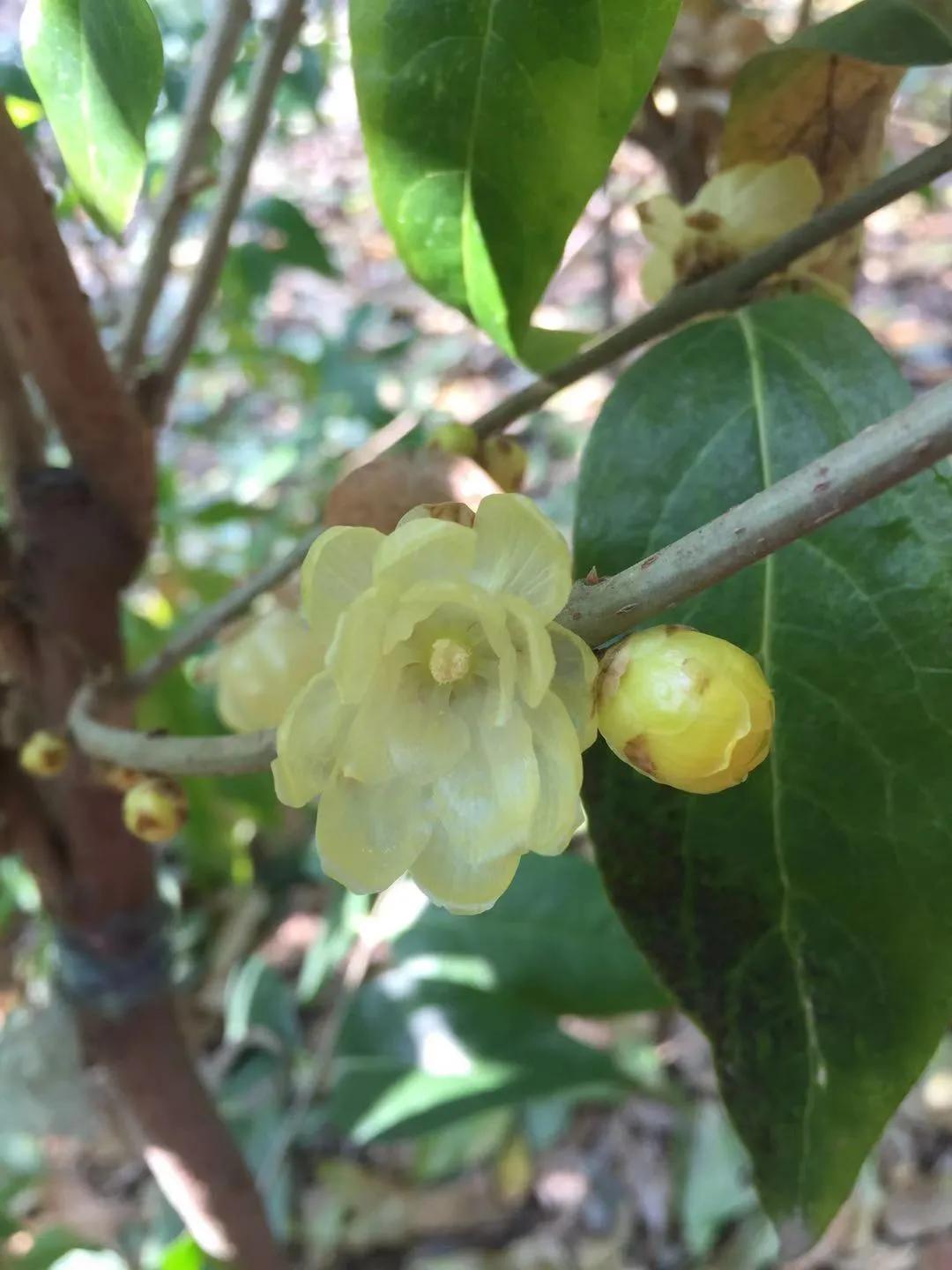 腊梅常见问题,腊梅品种知识