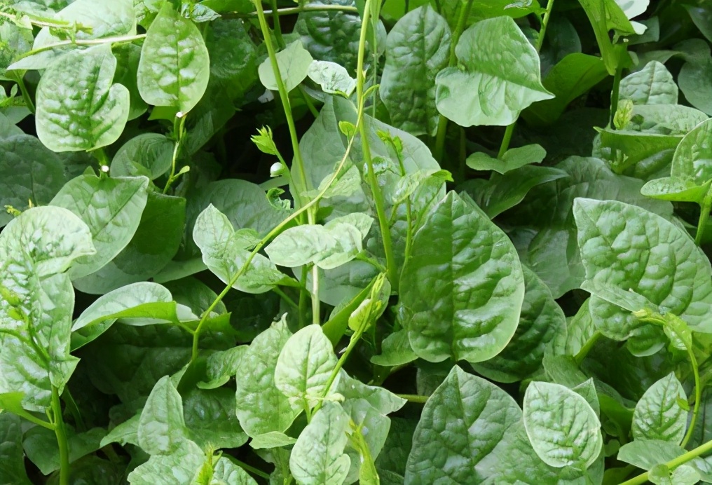 最像木耳的野菜,类似于木耳的野菜