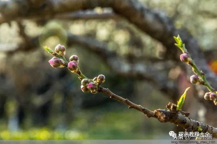 国画桃花颜色怎么调,徐湛教桃花国画画法